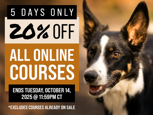 20% Off All Courses