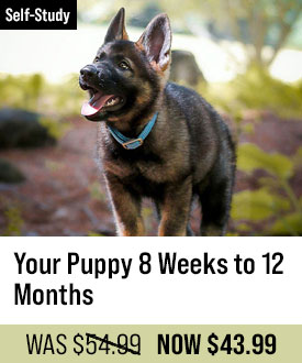 Your Puppy 8 Weeks to 12 Months