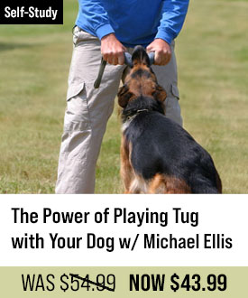 The Power of Playing Tug with Your Dog