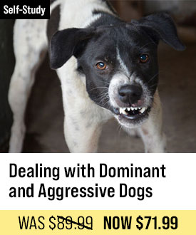 Dealing with Dominant and Aggressive Dogs