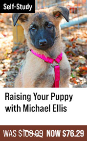 Raising Your Puppy with Michael Ellis