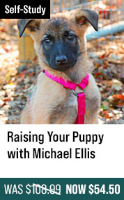 Raising Your Puppy with Michael Ellis