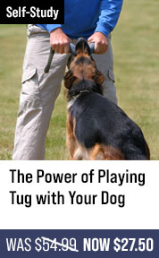 Raising Your Puppy with Michael Ellis