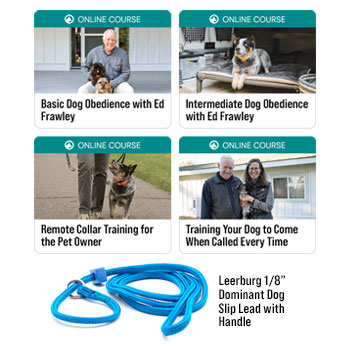 Basic Obedience for Adult Dogs Bundle