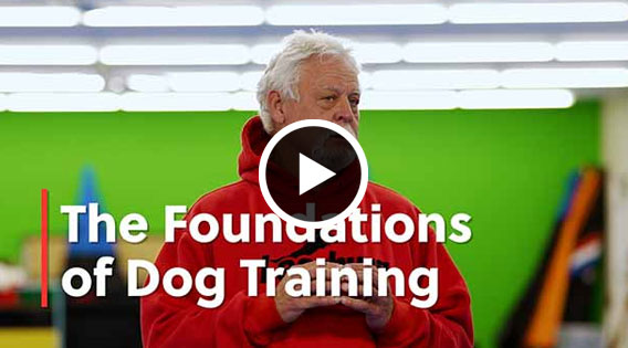 Kevin Sheldahl on the Foundations of Dog Training