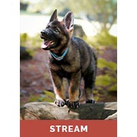 Your Puppy 8 Weeks to 12 Months with Ed Frawley