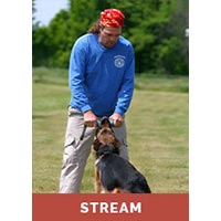 The Power of Playing Tug w/ Your Dog with Michael Ellis