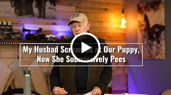 My Husband Screamed at Our Puppy