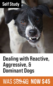  Dealing with Reactive, Aggressive, & Dominant Dogs