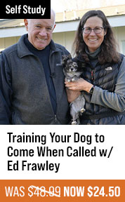 Training Your Dog to Come When Called
