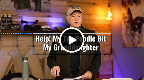 Help! My Toy Poodle Bit My Granddaughter
