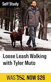 Loose Leash Walking