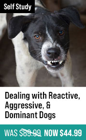 Dealing with Reactive, Aggressive, & Dominant Dogs