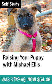 Raising Your Puppy with Michael Ellis