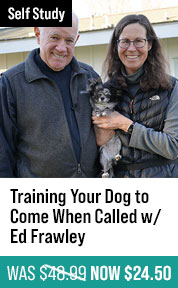 Training Your Dog to Come When Called