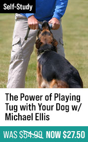 The Power of Playing Tug with Your Dog