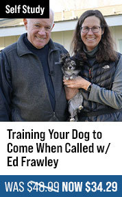 Training Your Dog to Come When Called