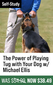The Power of Playing Tug with Your Dog