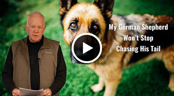 My German Shepherd Won't Stop Chasing His Tail