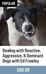 Dealing with Reactive, Aggressive, & Dominant Dogs