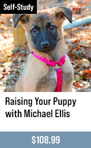 Raising Your Puppy with Michael Ellis