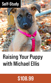 Raising Your Puppy with Michael Ellis