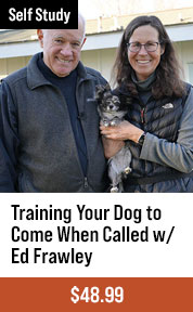 Training Your Dog to Come When Called
