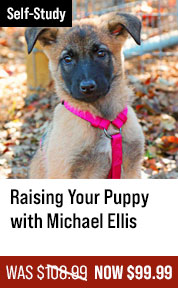 Raising Your Puppy with Michael Ellis
