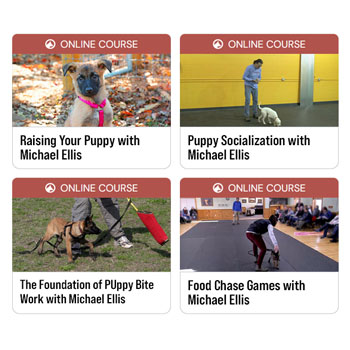 Working & Sport Puppy Course Bundle