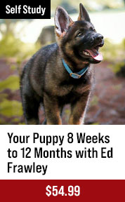 Your Puppy 8 Weeks to 12 Months