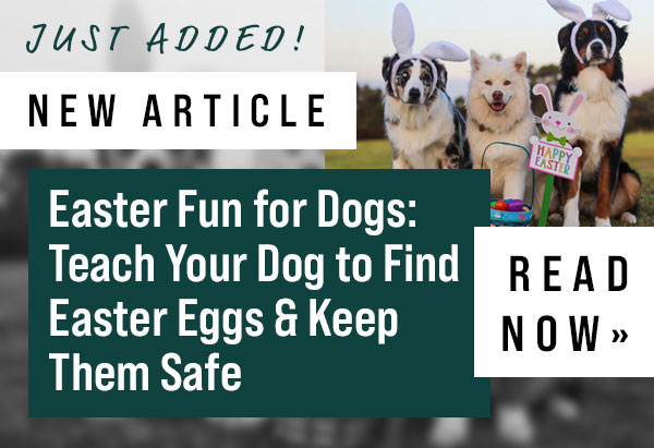 Easter Fun for Dogs: Teach Your Dog to Find Easter Eggs & Keep Them Safe