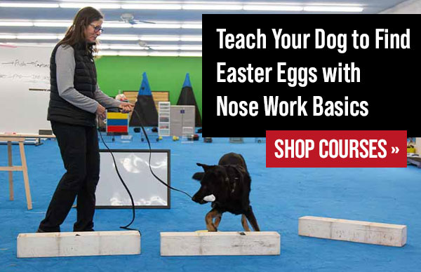 Nose Work Courses