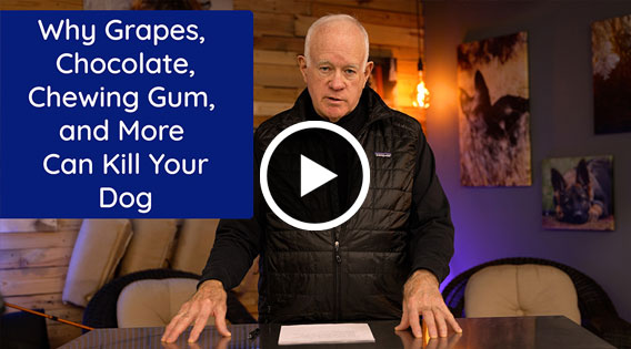 Why Grapes, Chocolate, Chewing Gum and More Can Kill Your Dog