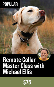 Remote Collar Master Class with Michael Ellis