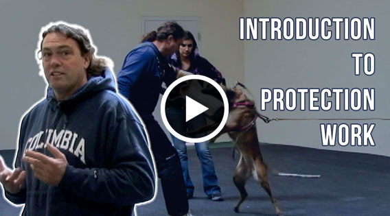 Introduction to Protection Work with Michael Ellis