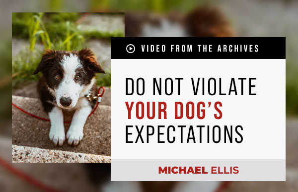 Don't Violate Your Dog's Expectations with Michael Ellis Video
