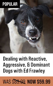 Dealing with Reactive, Aggressive, & Dominant Dogs