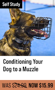 Conditioning Your Dog to a Muzzle