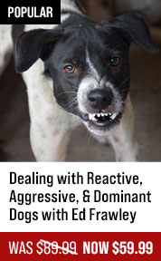 Dealing with Reactive, Aggressive, & Dominant Dogs