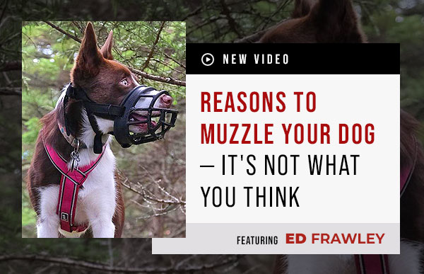 How To Use Leerburg Leather Care