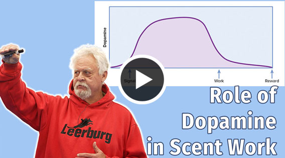 Role of Dopamine in Scent Work Training