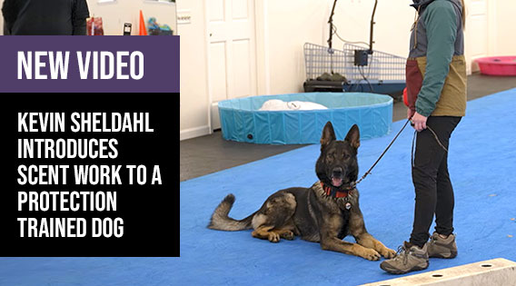 New Video: Introducing Scent Work to a Protection Trained Dog ft. Kevin Sheldahl