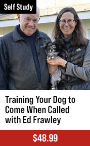 Training Your Dog to Come When Called