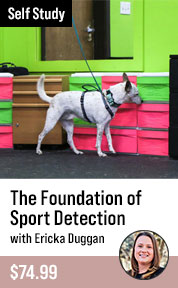 The Foundation of Sport Detection