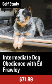 Developing A Relationship With Your Dog with Michael Ellis