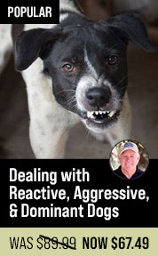Dealing with Reactive, Aggressive, & Dominant Dogs