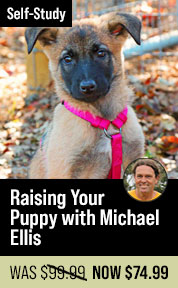 Raising Your Puppy with Michael Ellis