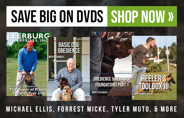 DVD Sales - Prices Slashed