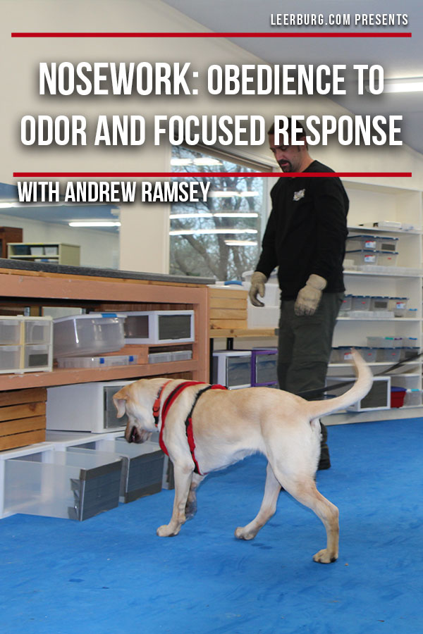 Nosework: Obedience to Odor and Focused Response