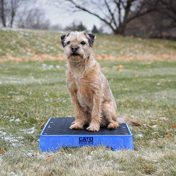 Cato Board training platforms have - Polite Paws Paradise